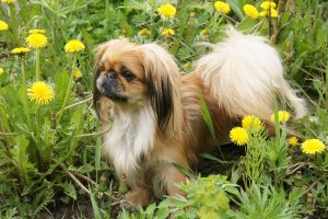 Pekingese