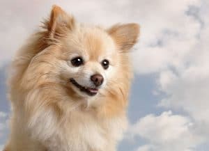 Pomeranian Portrait