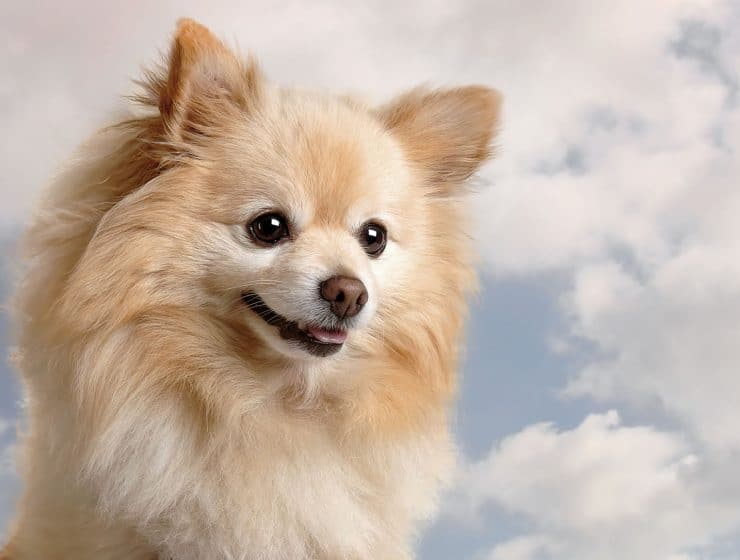 Pomeranian Portrait