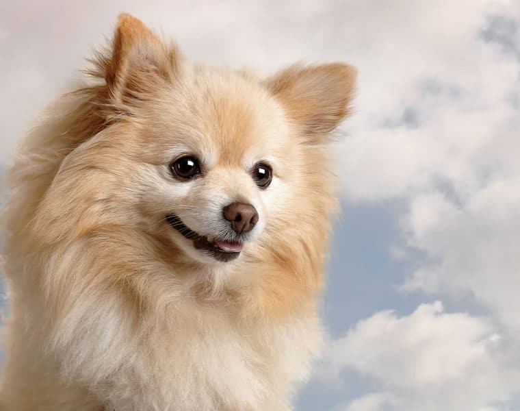 Pomeranian Portrait