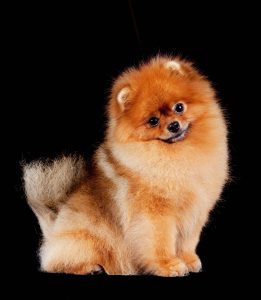 Pomeranian Portrait