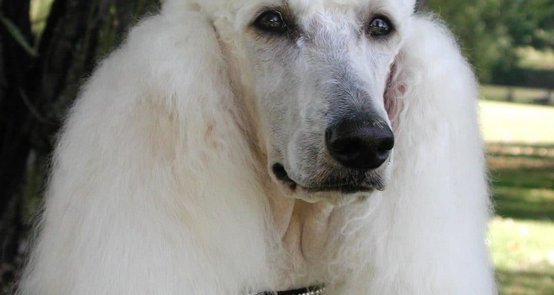 Poodle Portrait