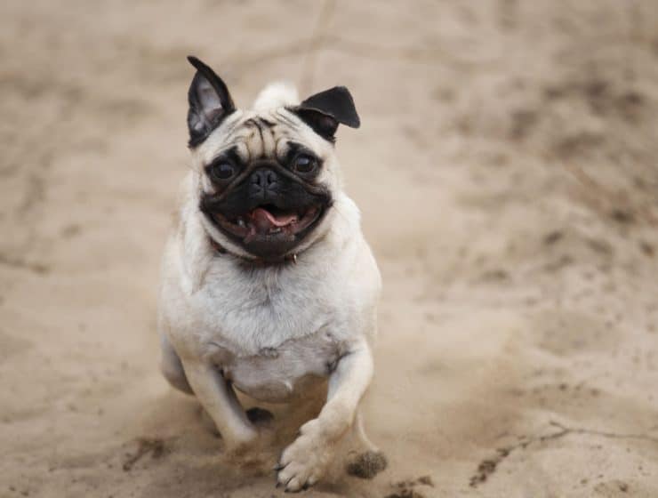 Pug Portrait