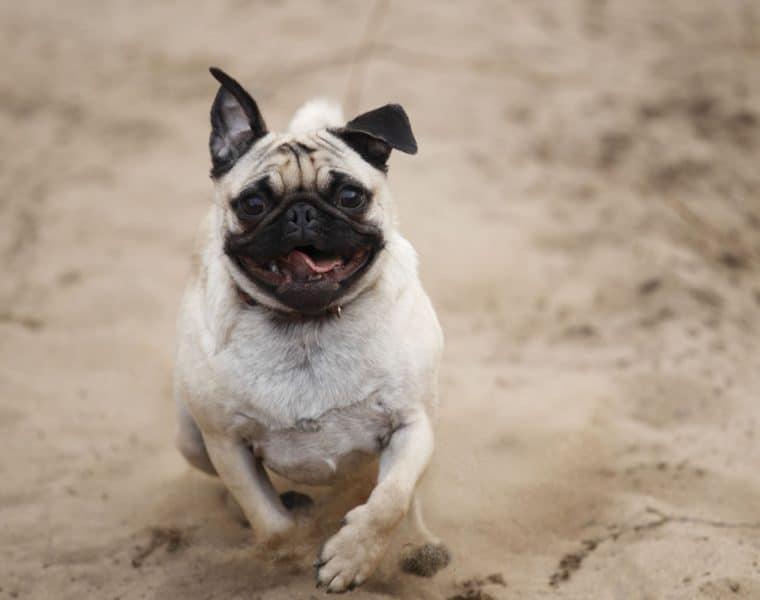 Pug Portrait