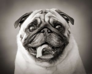 Pug Portrait