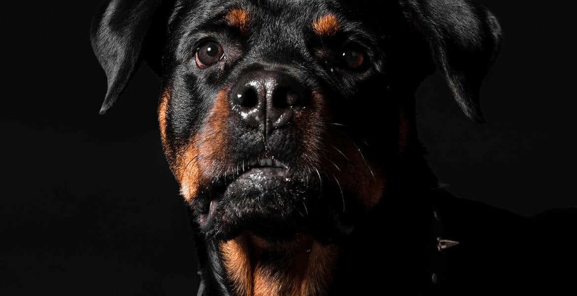 Rottweiler Portrait