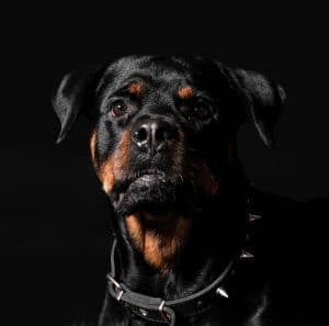 Rottweiler Portrait