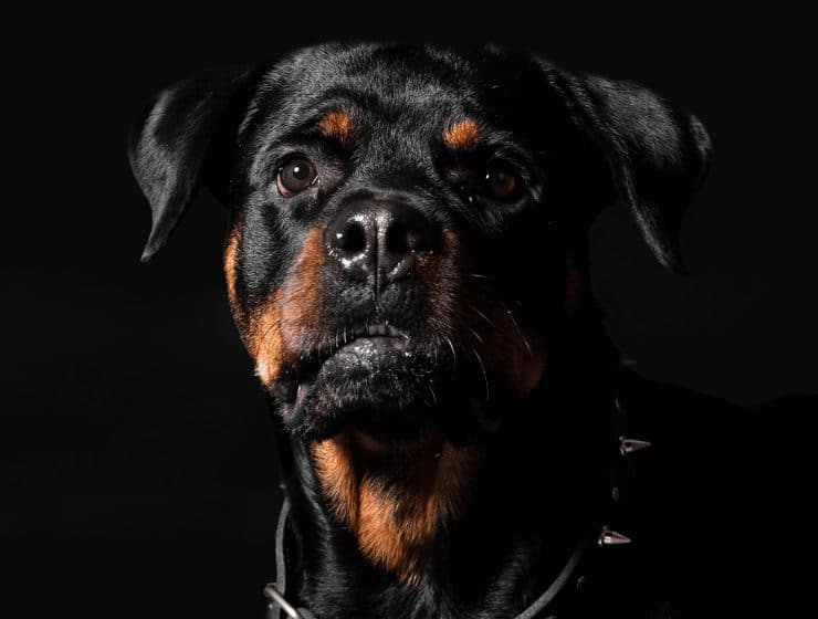 Rottweiler Portrait