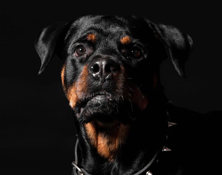 Rottweiler Portrait