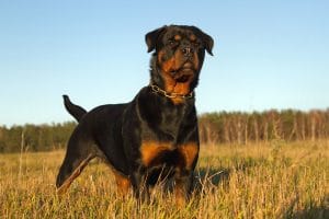 Rottweiler Portrait