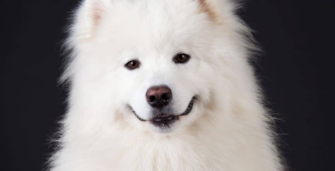 Samoyed Portrait