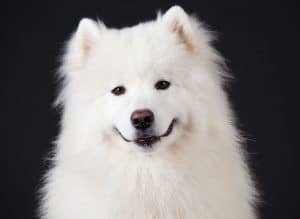 Samoyed Portrait