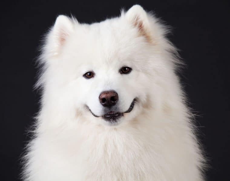 Samoyed Portrait