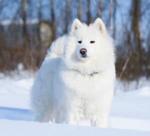 Samoyed Portrait