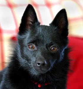 Schipperke Portrait