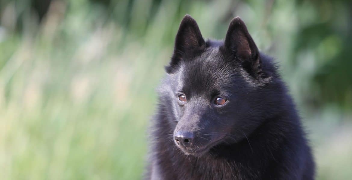 Schipperke Portrait