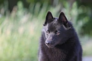 Schipperke Portrait