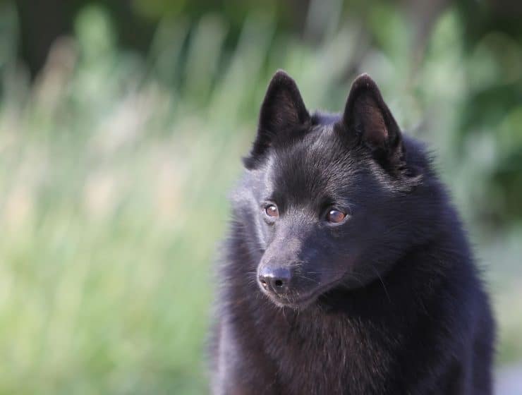 Schipperke Portrait