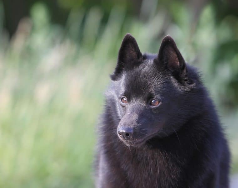 Schipperke Portrait