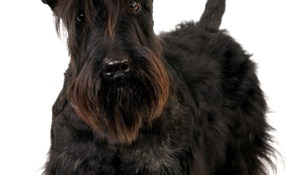 Scottish Terrier Portrait