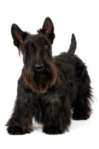 Scottish Terrier Portrait