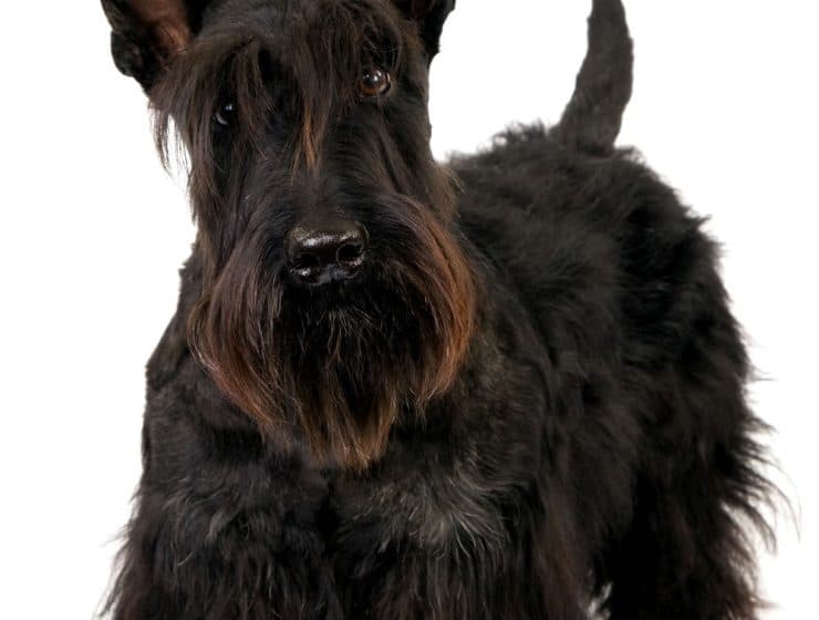 Scottish Terrier Portrait