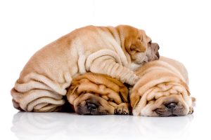 Shar Pei Portrait