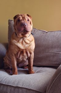 Shar Pei Portrait