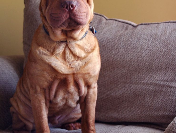 Shar Pei Portrait