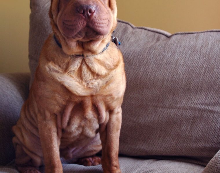 Shar Pei Portrait