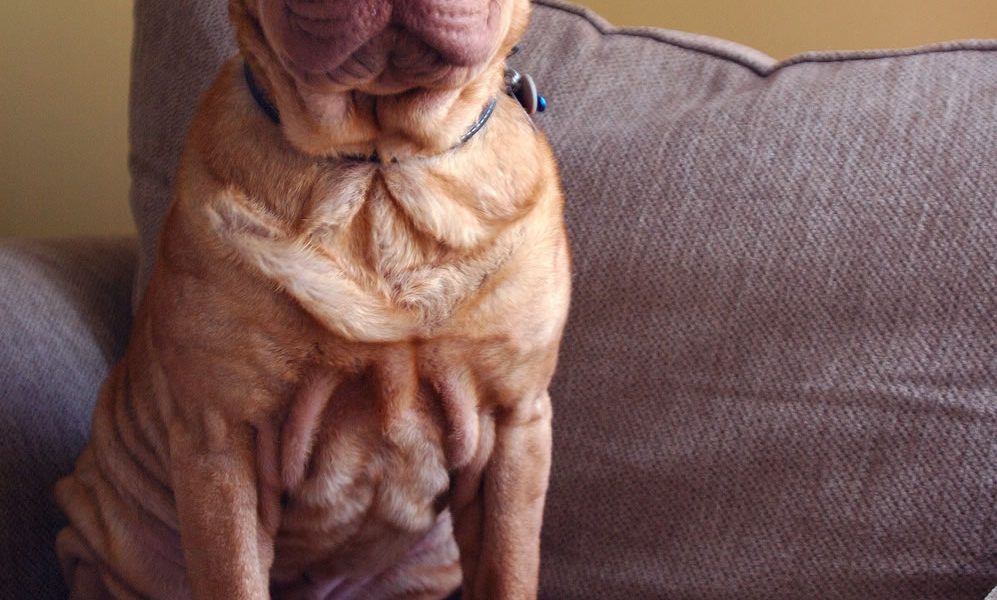 Shar Pei Portrait