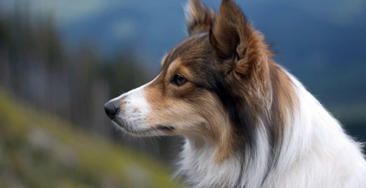 Sheltie Portrait