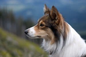 Sheltie Portrait