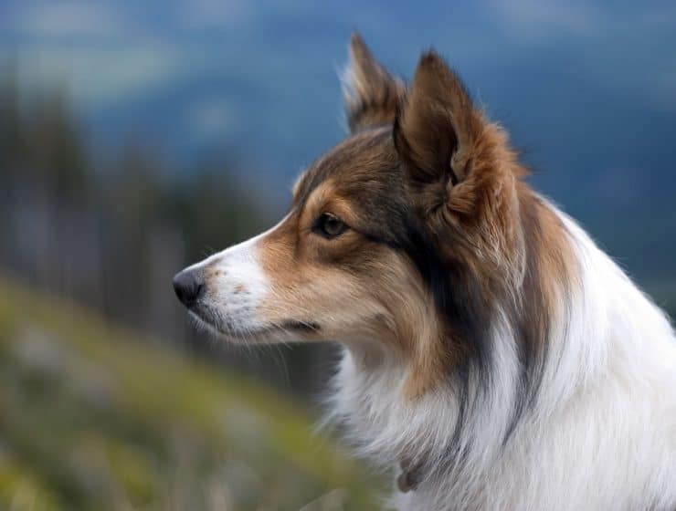 Sheltie Portrait