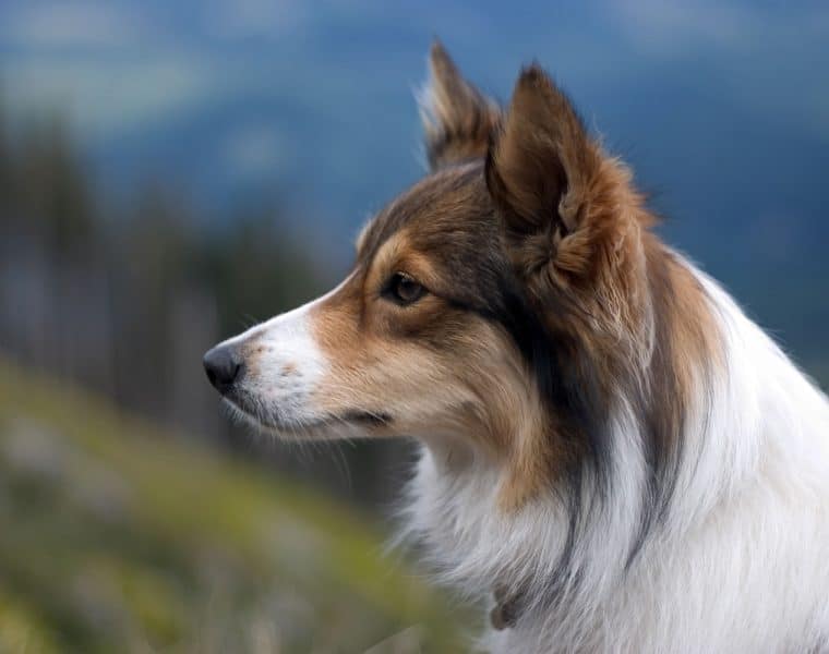 Sheltie Portrait