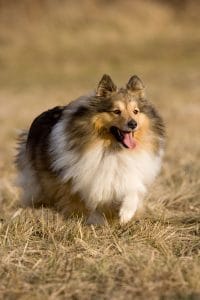 Sheltie Portrait