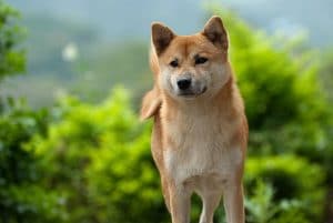 Shiba Inu Portrait