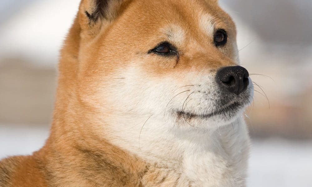 Shiba Inu Portrait