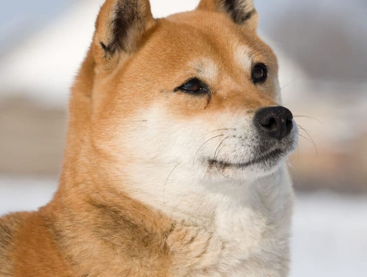 Shiba Inu Portrait
