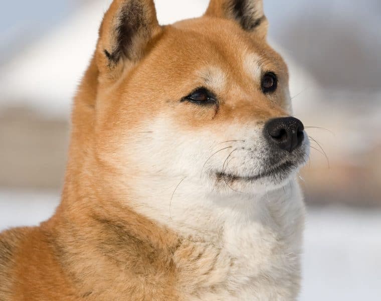 Shiba Inu Portrait