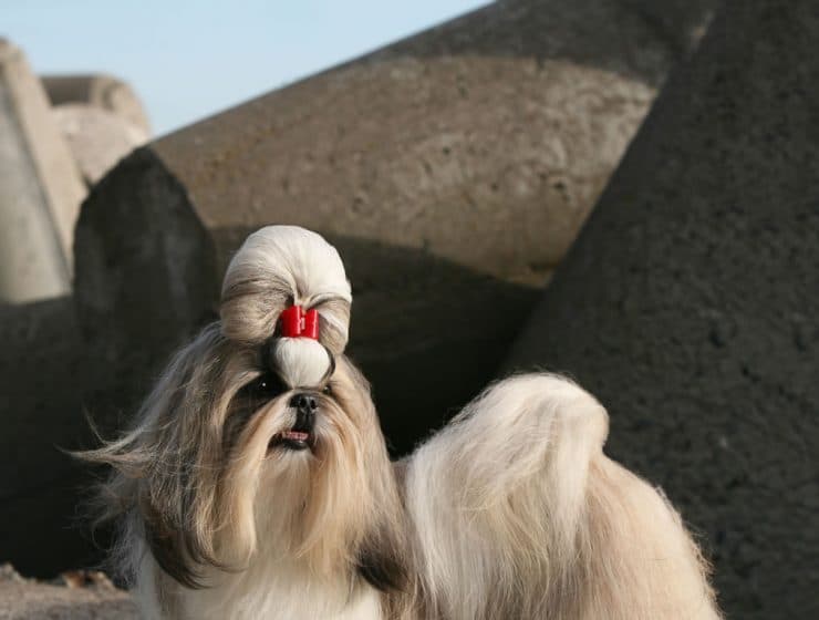 Shih Tzu Portrait