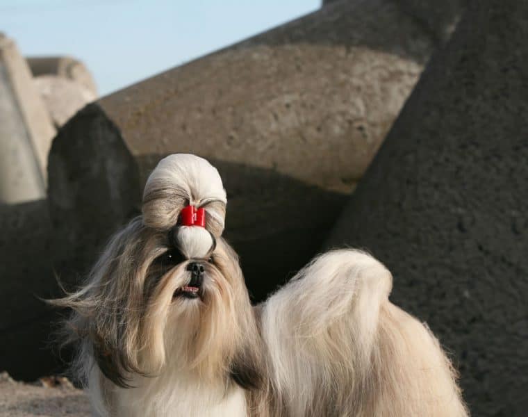 Shih Tzu Portrait