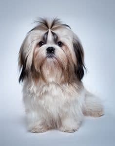 Shih Tzu Portrait