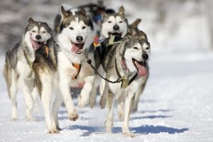 Siberian Huskies