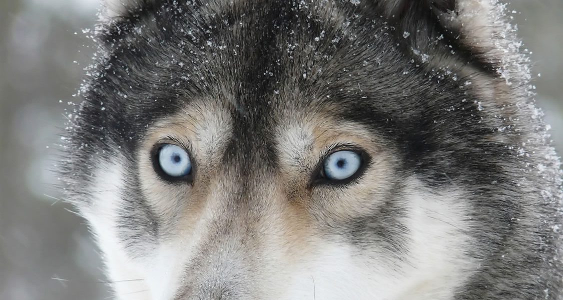 Siberian Husky