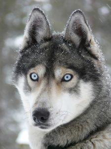 Siberian Husky