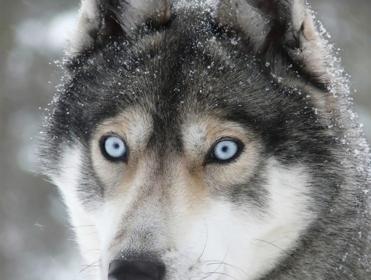 Siberian Husky