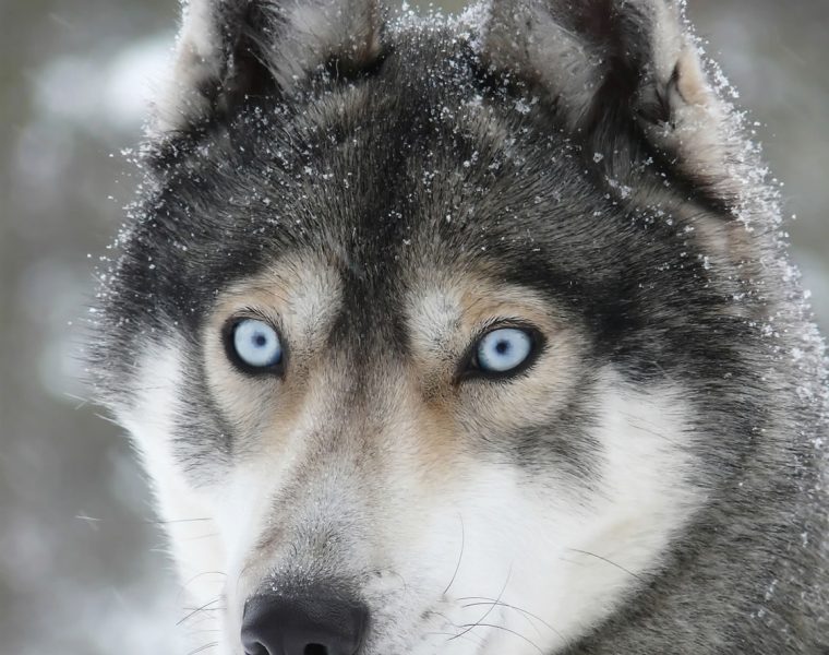 Siberian Husky