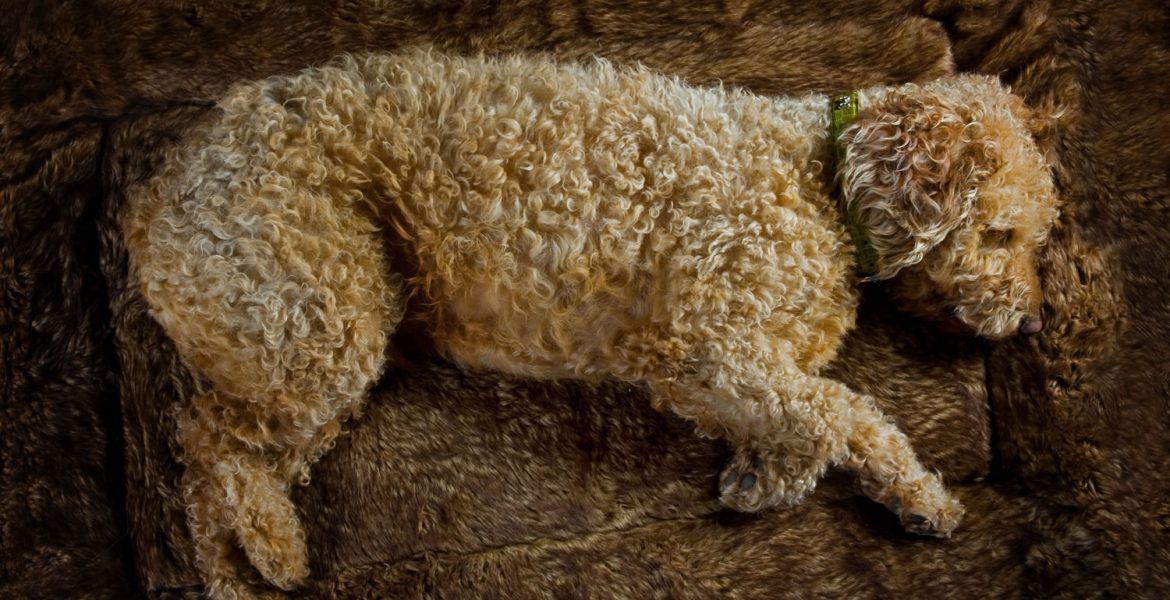 Spanish Waterdog Portrait