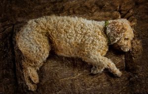 Spanish Waterdog Portrait